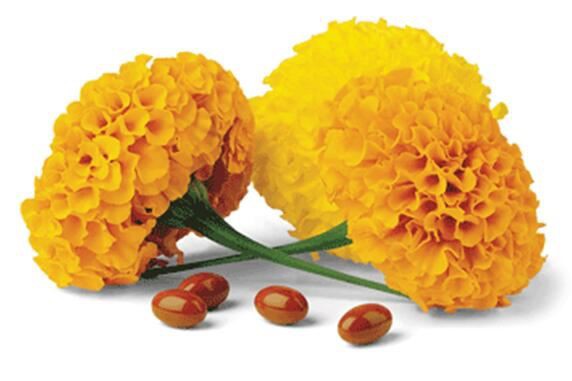 2021052510103841cb4f4b48384a758bd30909fb3a1fc7 2021052510103841cb4f4b48384a758bd30909fb3a1fc7