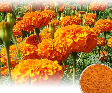 20211123152414667a6c2b163a47e099c04284745778e1 20211123152414667a6c2b163a47e099c04284745778e1