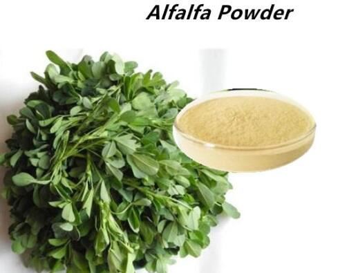 alfalfa-powder-bulk16446480794 Alfalfa Powder Bulk16446480794