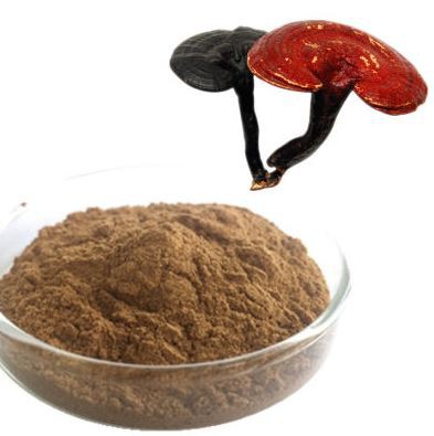organic-reishi-powder04083563588 Organic Reishi Powder04083563588
