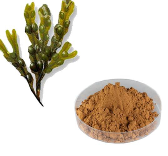 brown-algae-extract55333215283 Brown Algae Extract55333215283
