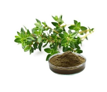 thymus-vulgaris-thyme-extract38572105852 Thymus Vulgaris Thyme Extract38572105852