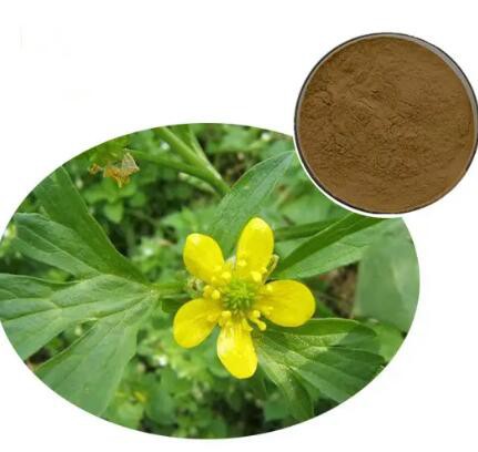 cat-s-claw-extract-powder39bc5026-507a-4f81-808a-cb1625b14267 Cat S Claw Extract Powder39bc5026 507a 4f81 808a Cb1625b14267