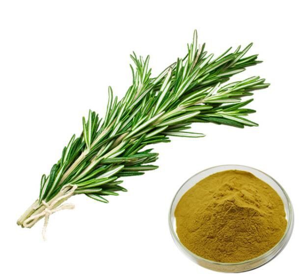 wholesale-rosemary-extract08144312334 Wholesale Rosemary Extract08144312334